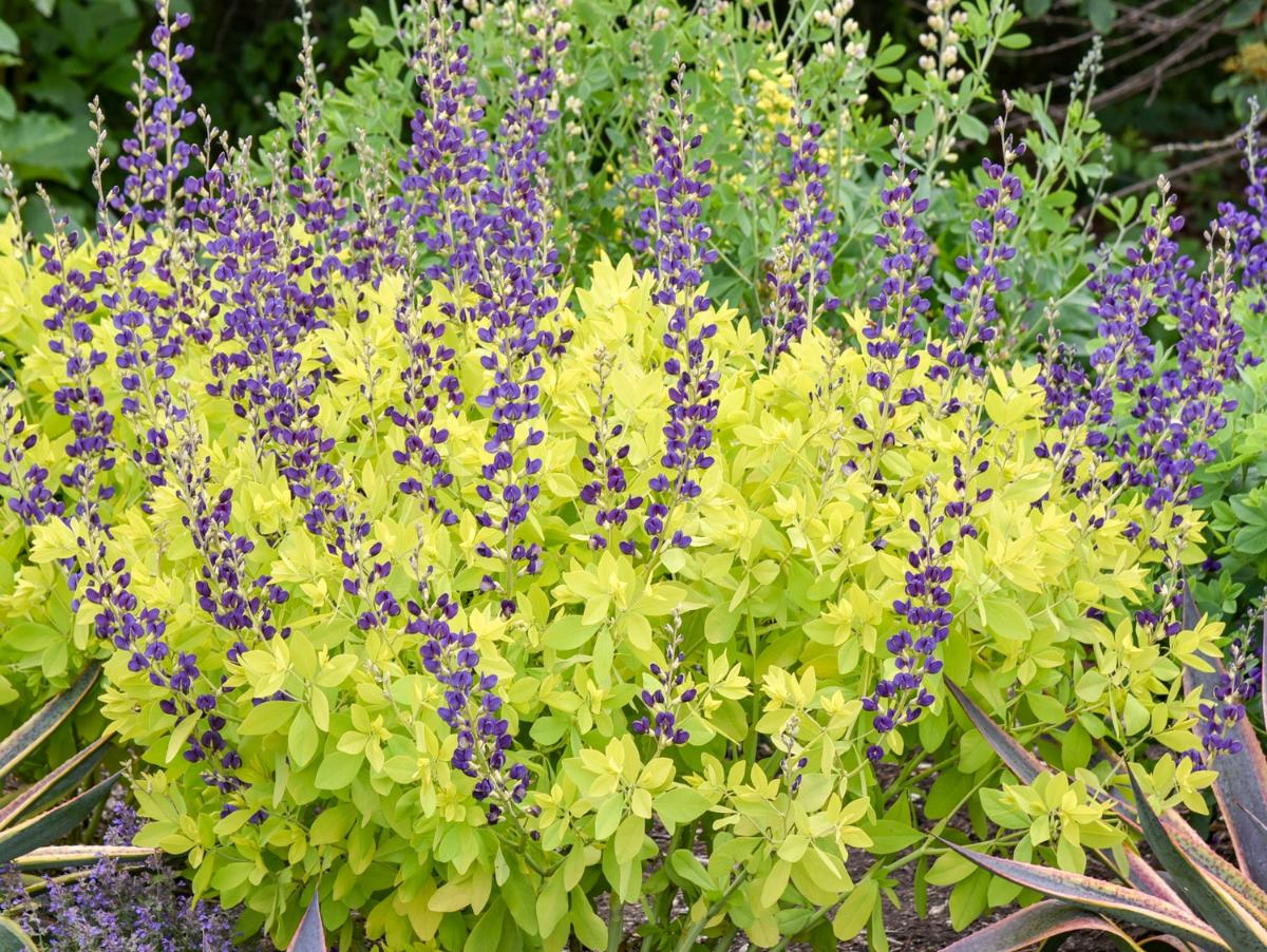 Baptisia indigo plant