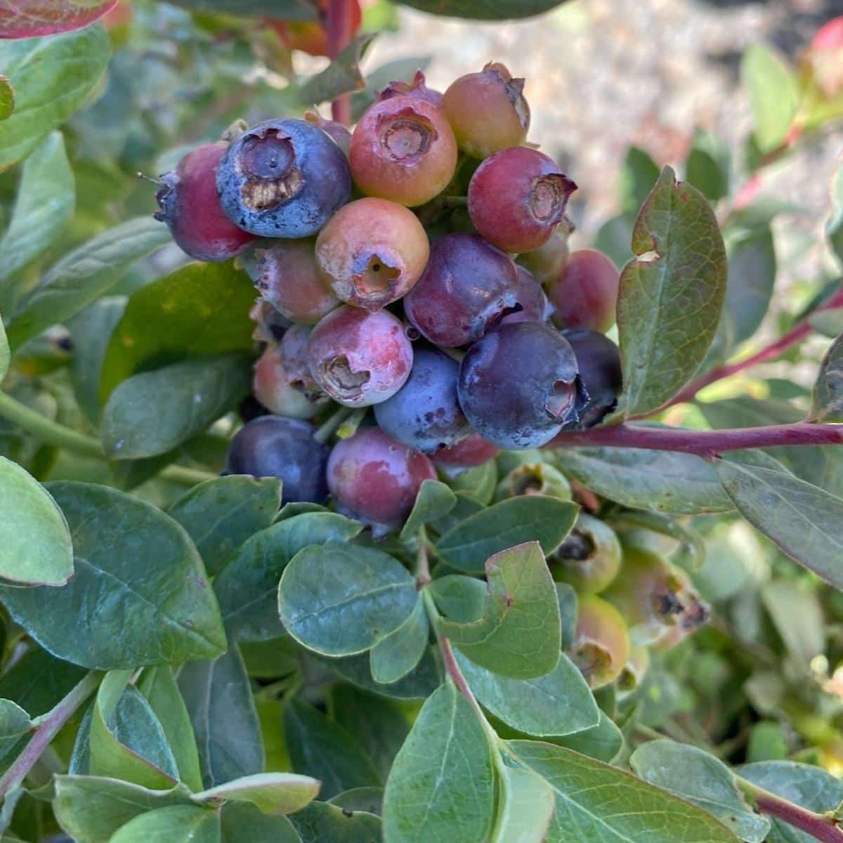 Bountiful Belle bush blueberry