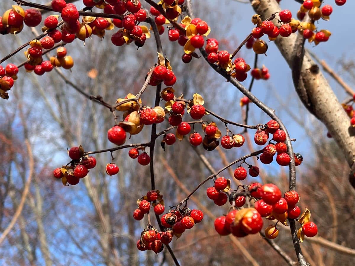 Invasive Oriental bittersweet