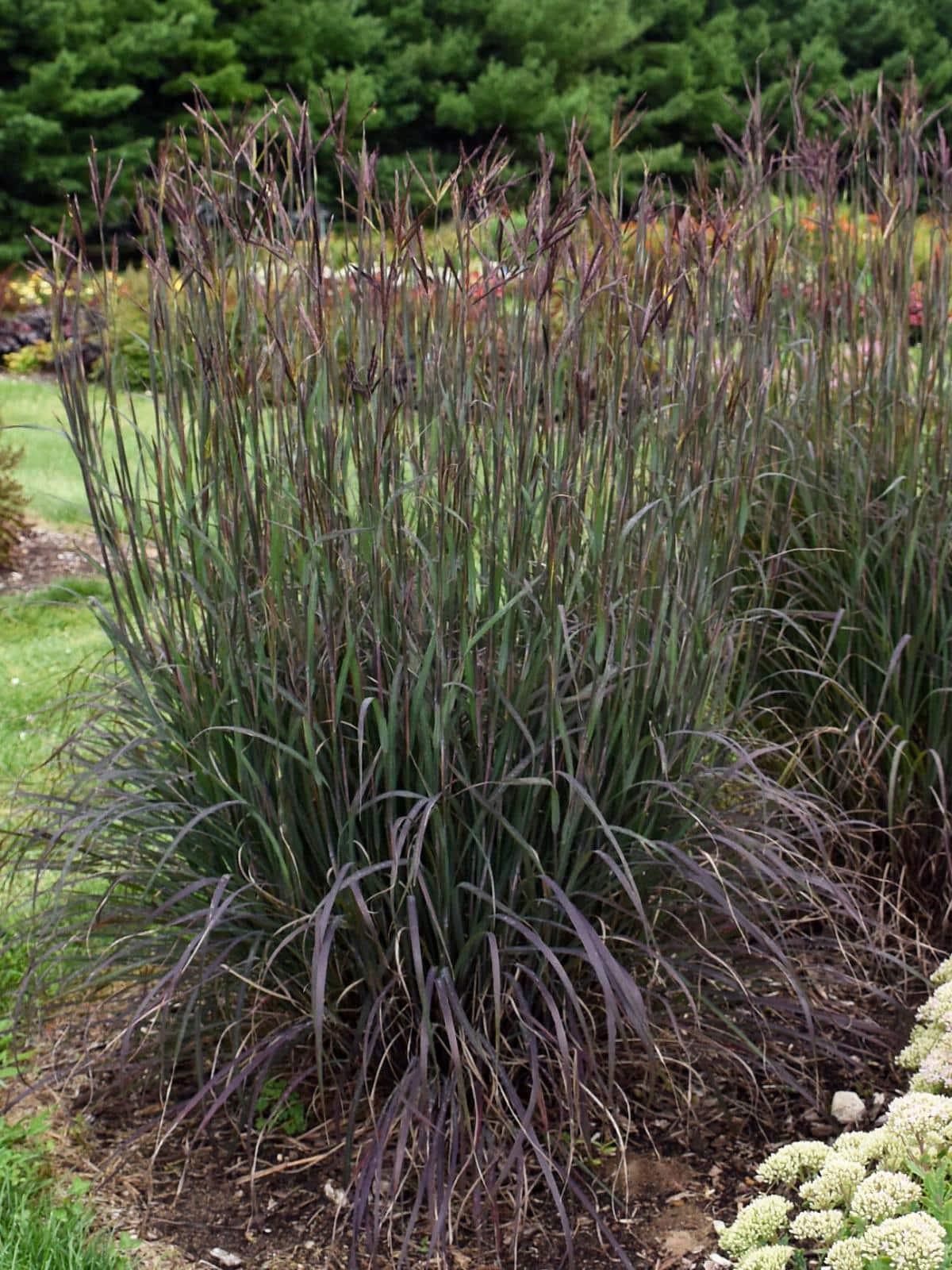 Blackhawks Turkey Foot Grass