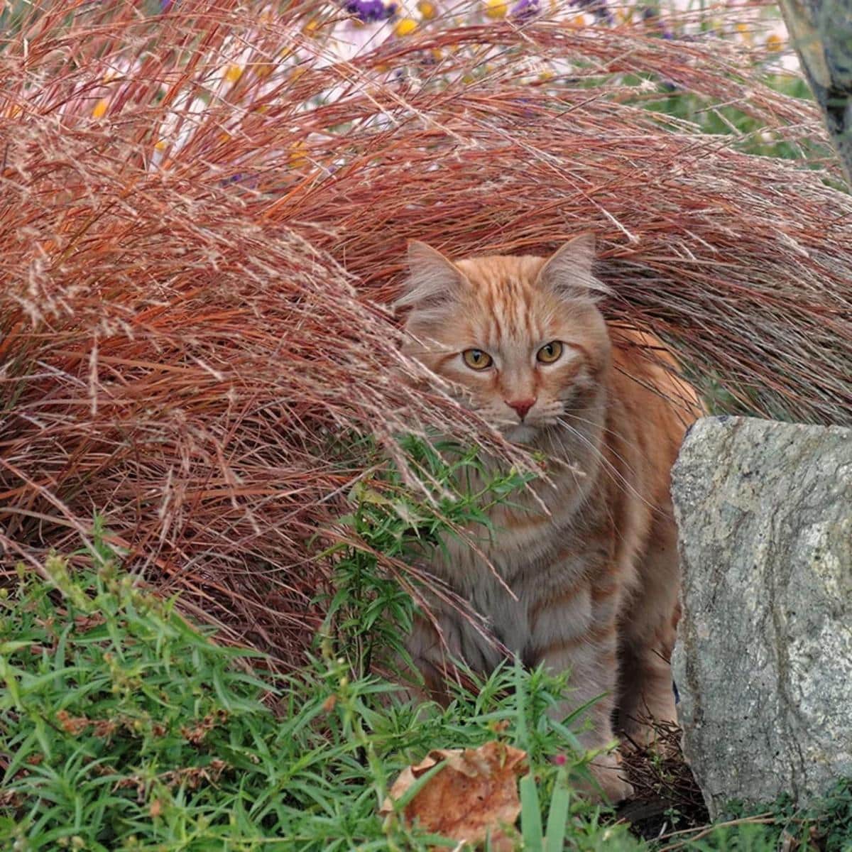 Blaze Little Bluestem grass