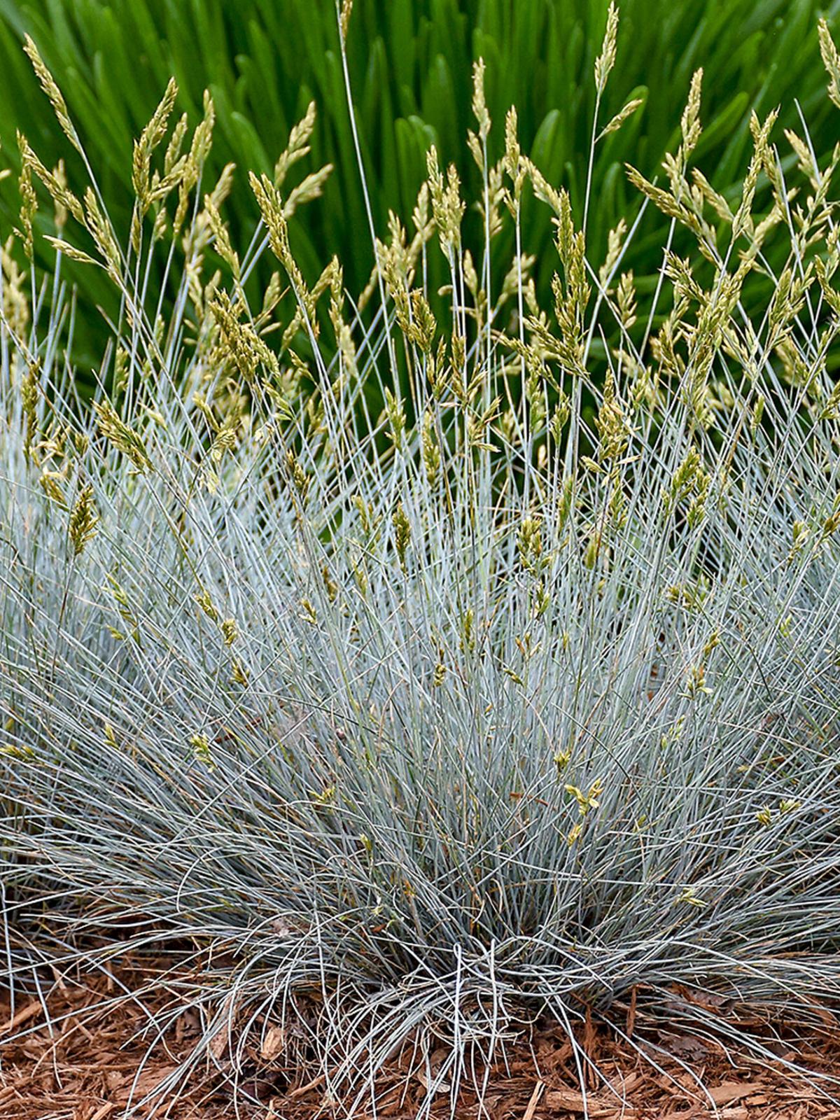 Blue Fescue