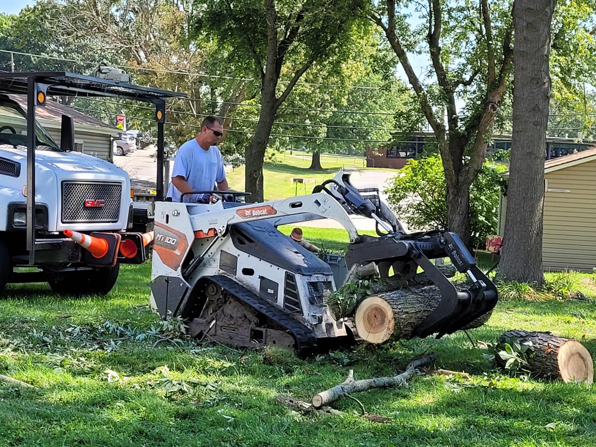 Picking up wood from a felled tree