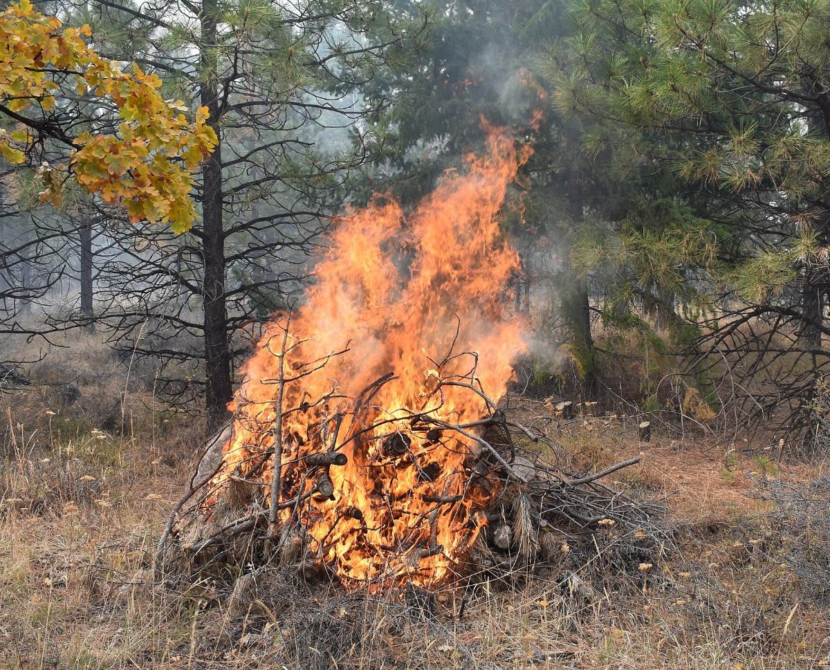 Burning brush in a prescribed burn