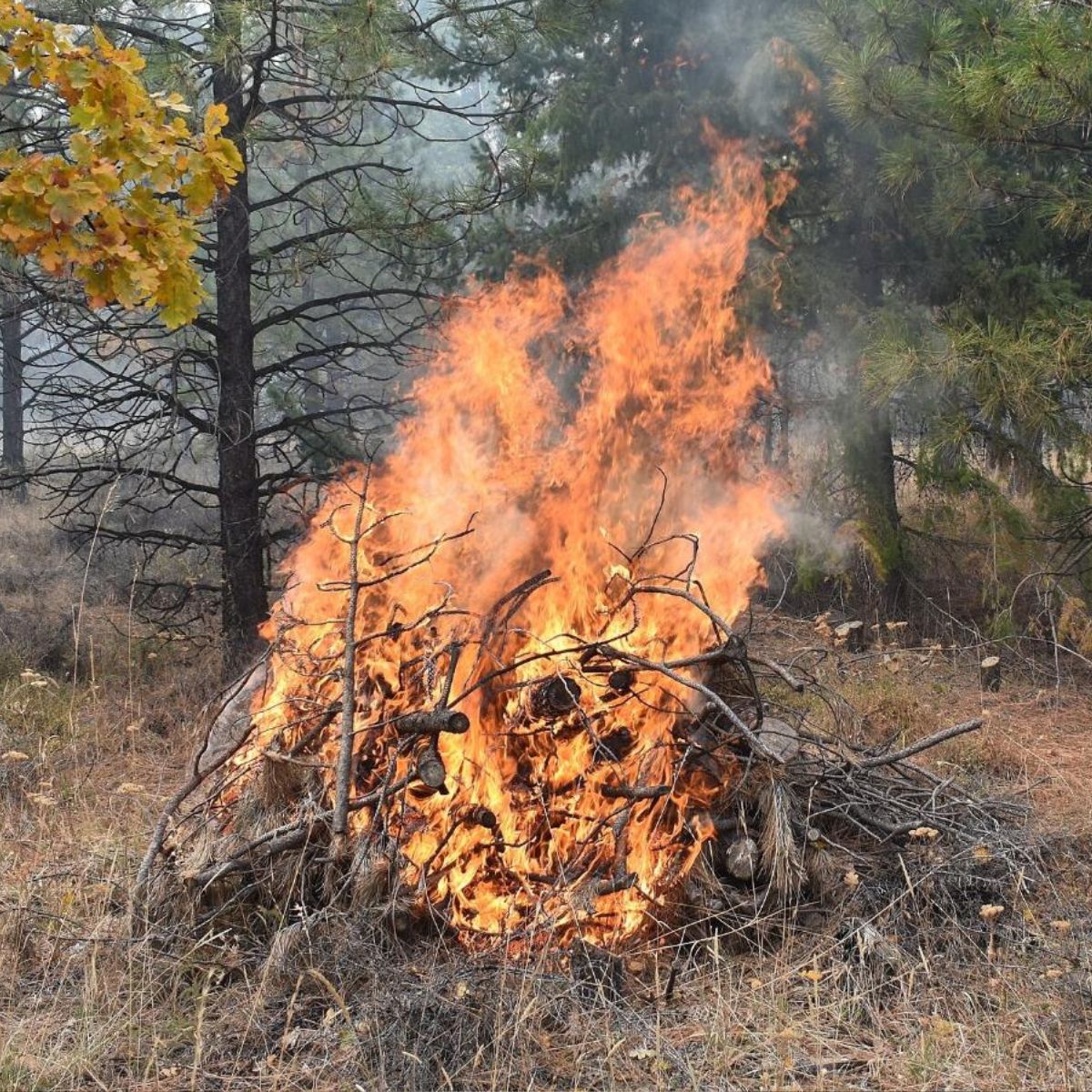 A big burning brush pile