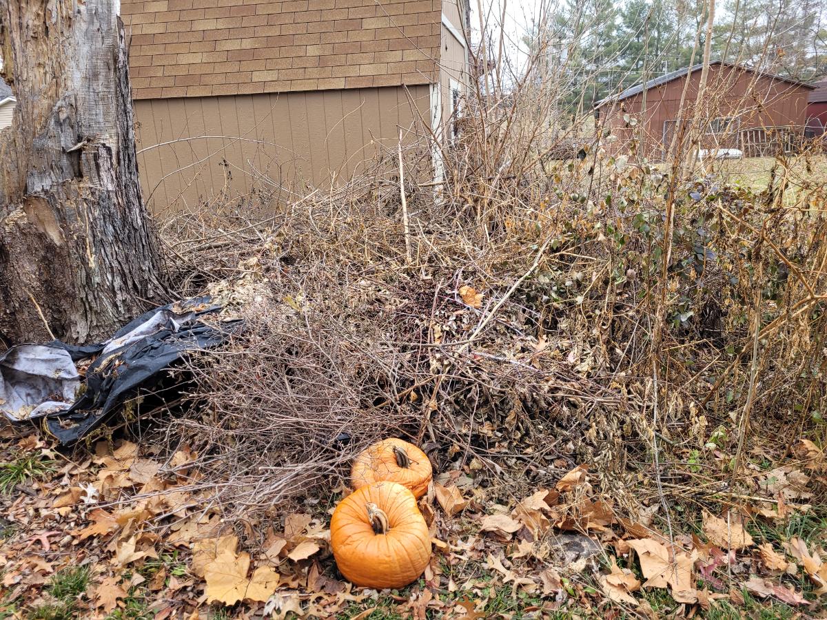 A brush pile in a back yard