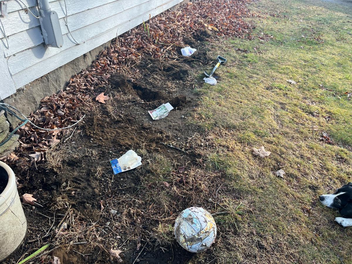 Setting out bags of bulbs for planting