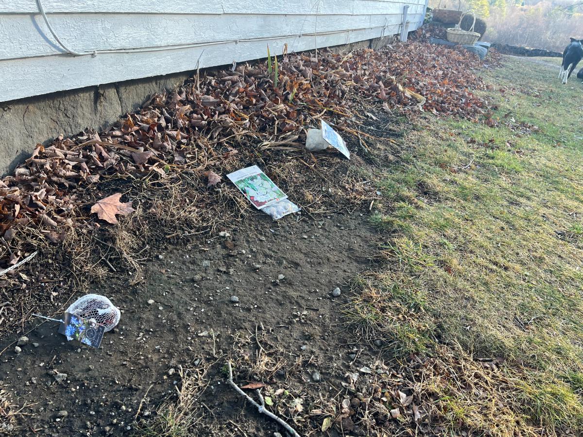 Bags of bulbs lined up for planting