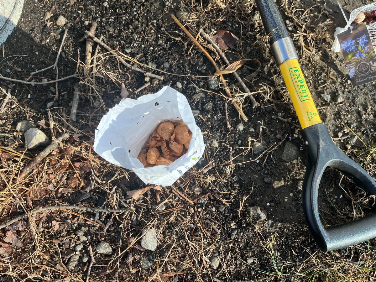 Planting bags of bulbs in winter