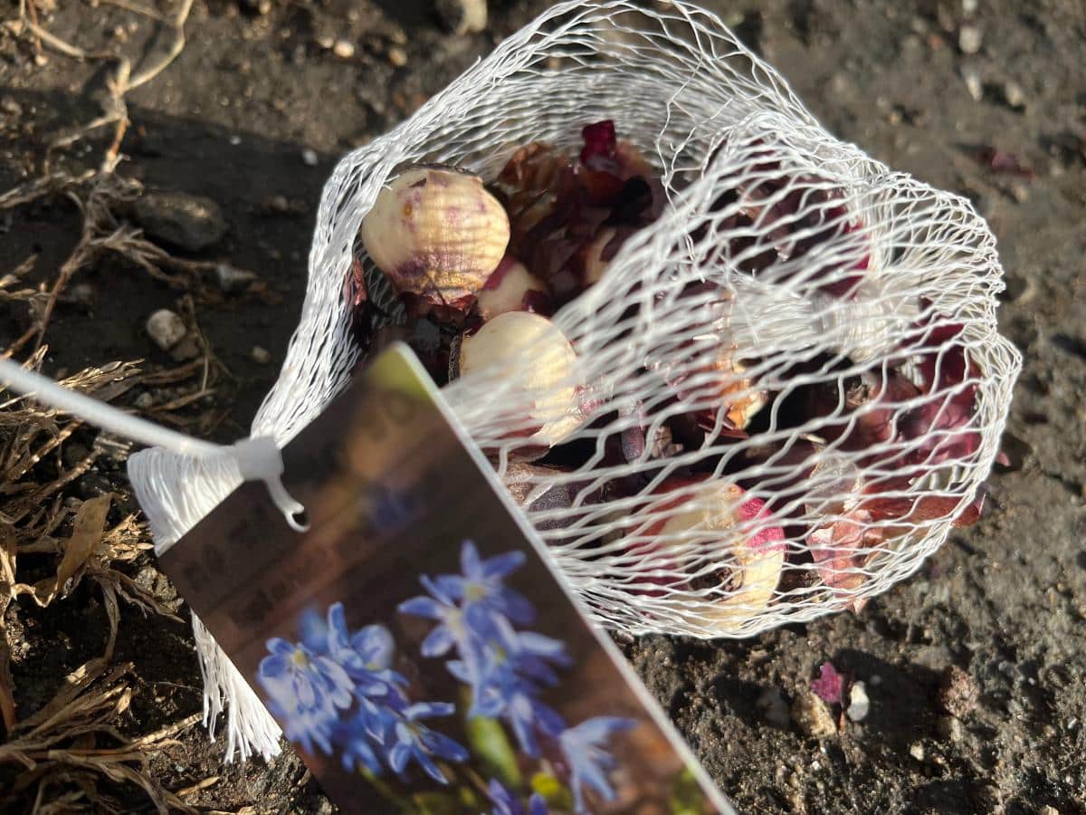 Planting whole bags of bulbs in a hole together