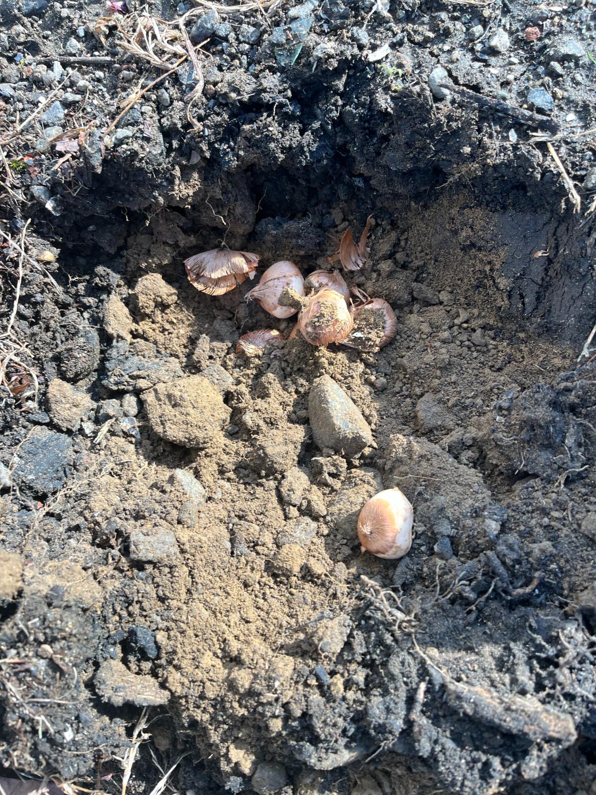 Covering bulbs planted in a hole