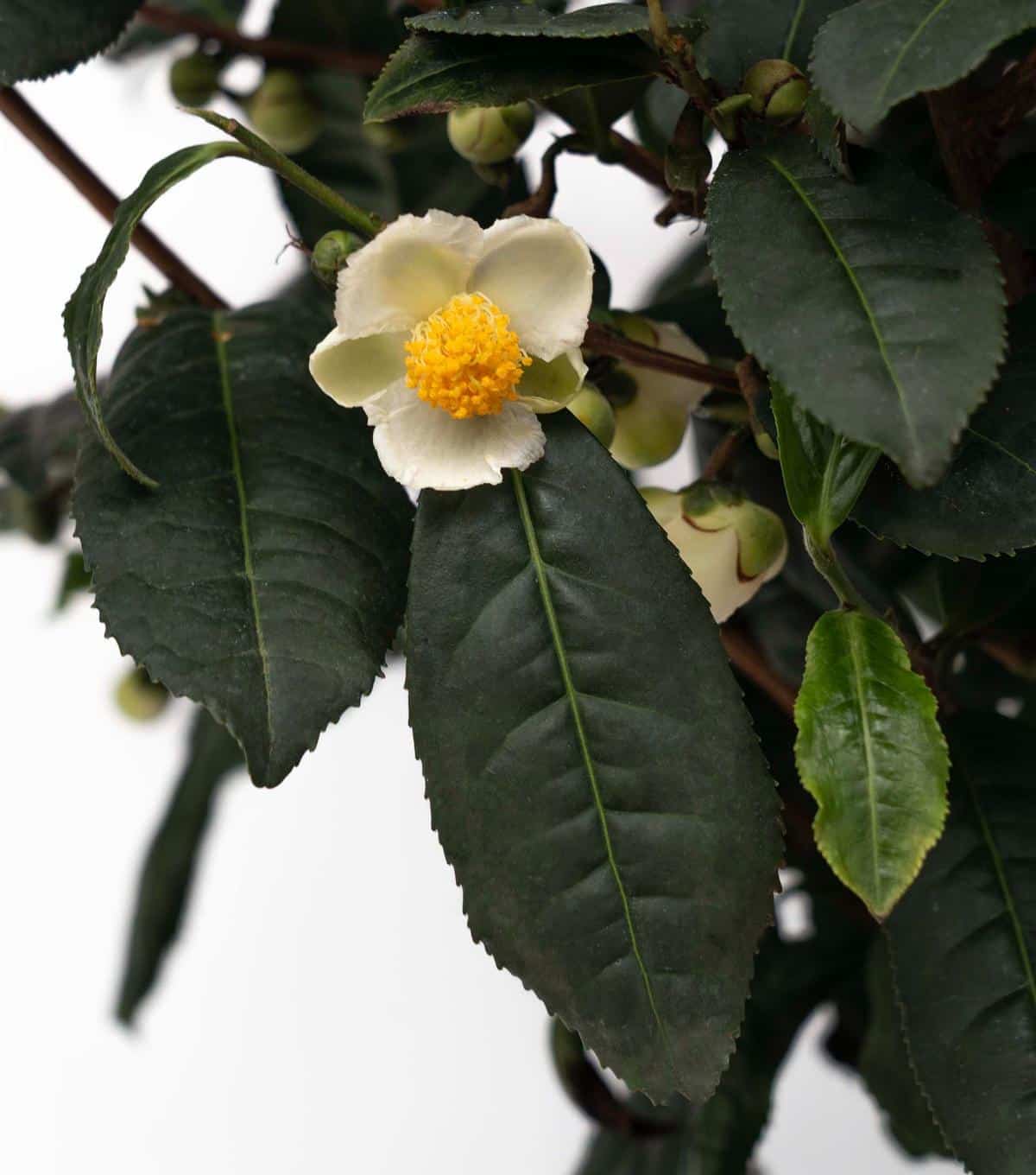 Tea camellia shrub