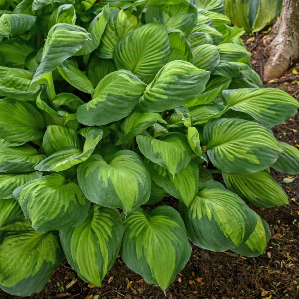 Gold Standard hosta