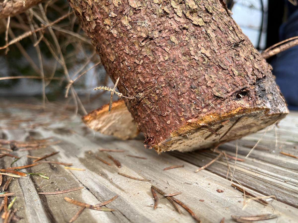 Christmas tree trunk ready for cutting