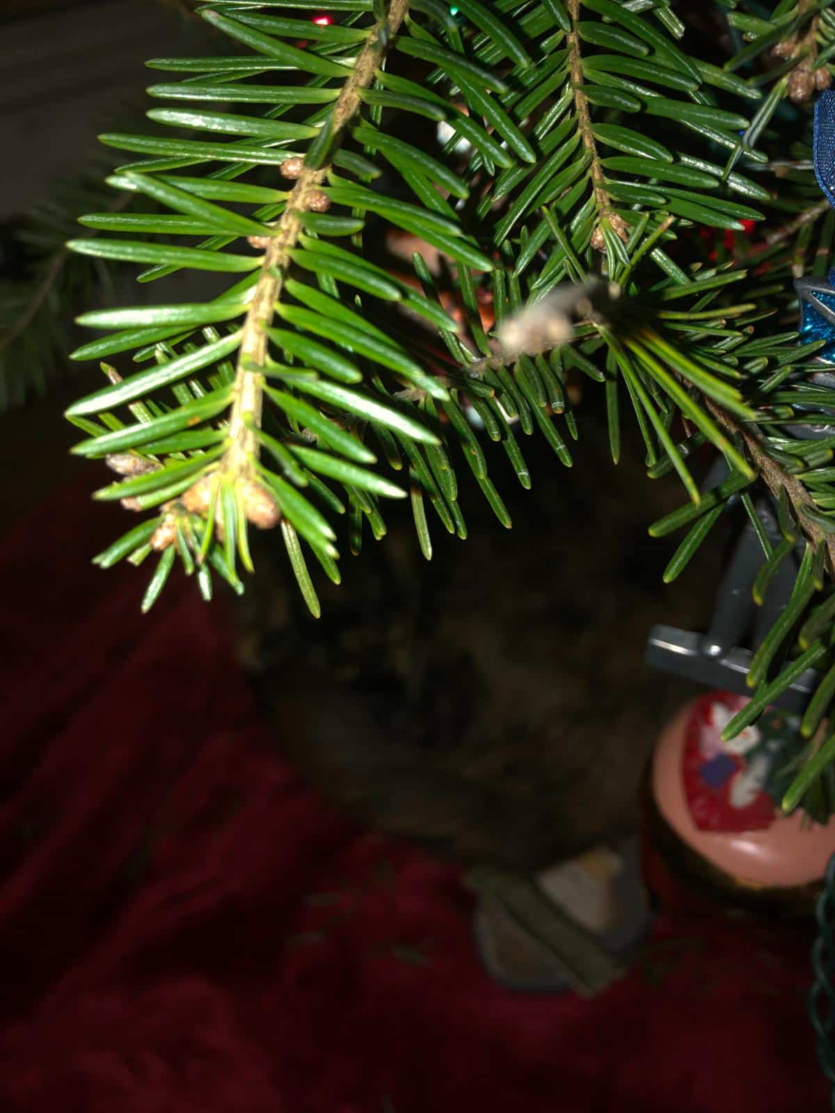 Tip of a Christmas tree branch