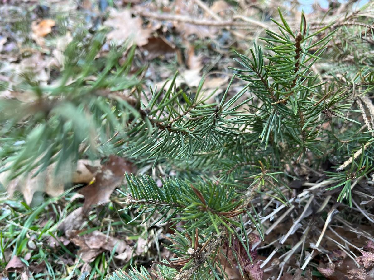 Trimmings from a Christmas tree