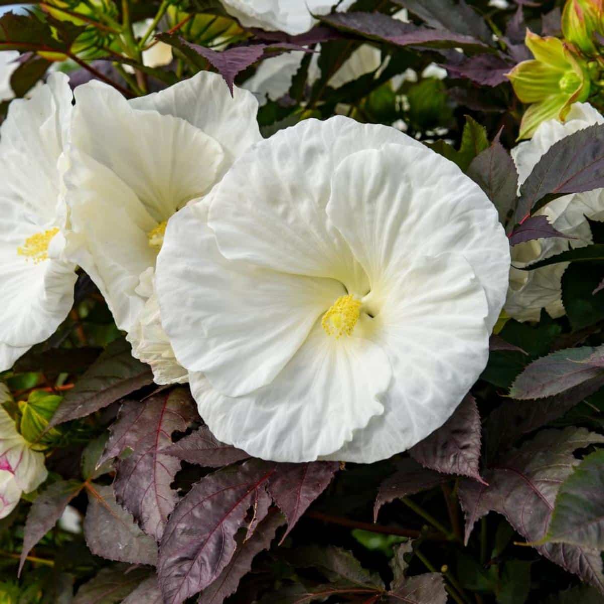 Cookies and Cream hibiscus