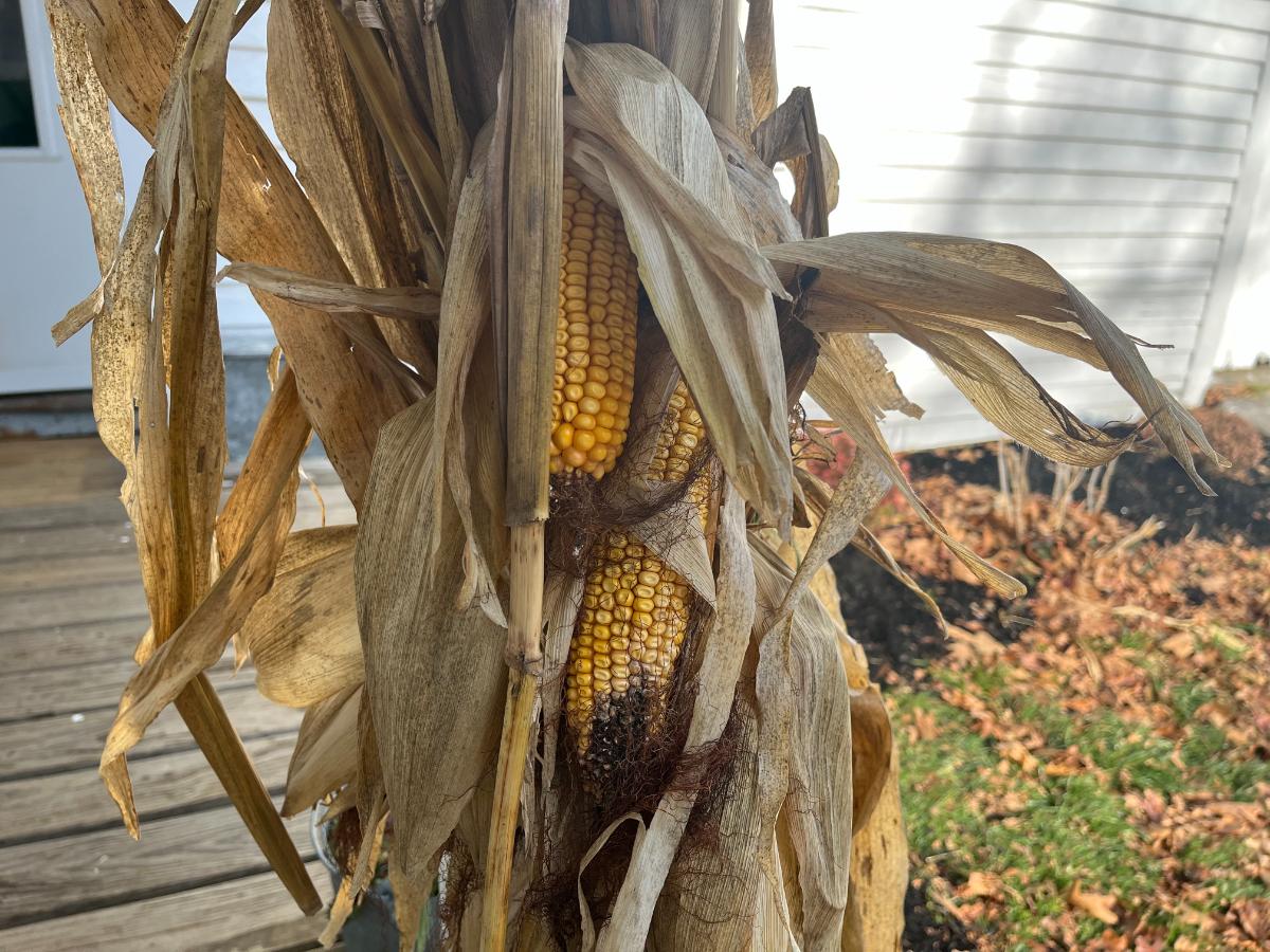 Corn decorations loved by birds