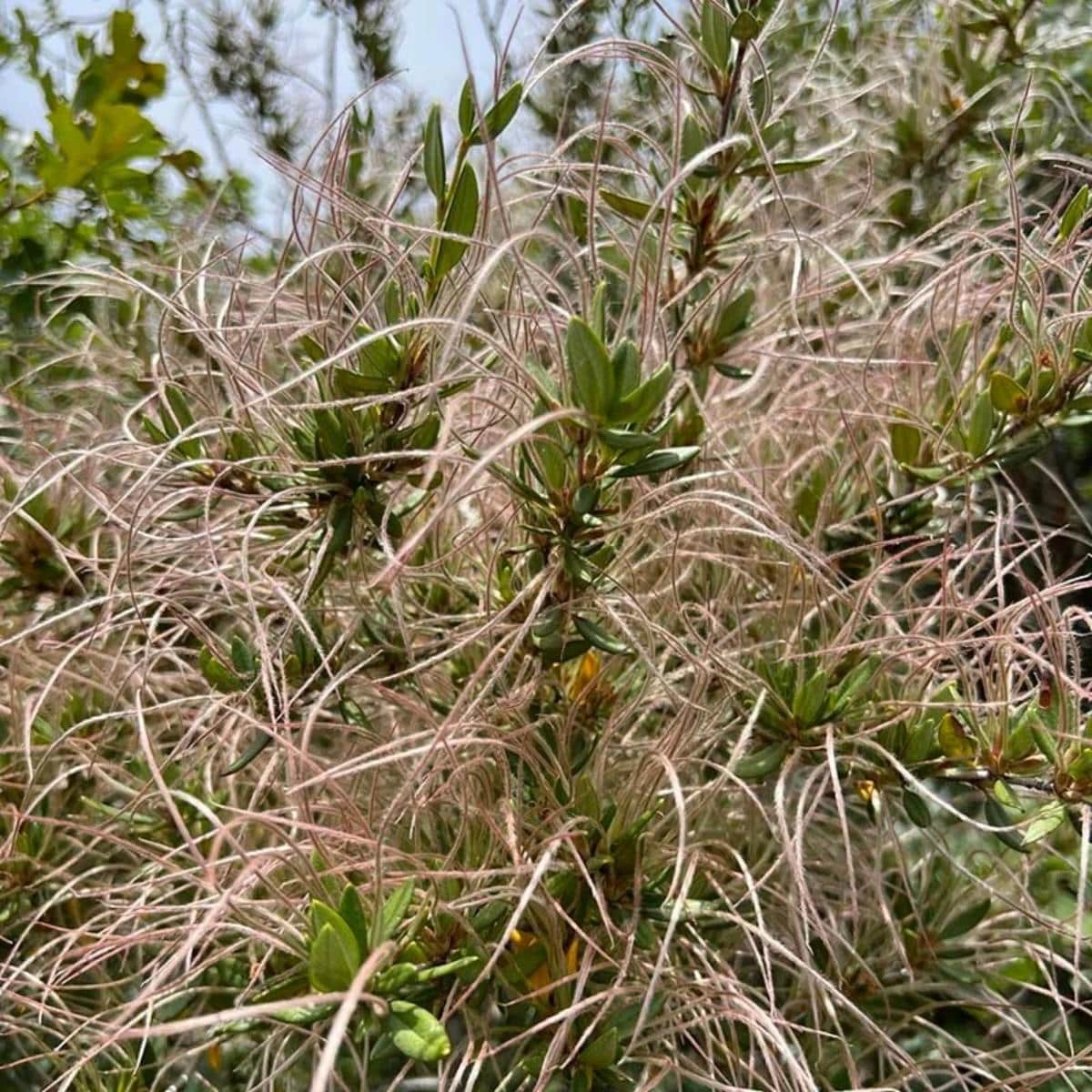 Curl Leaf Mountain Mahogany