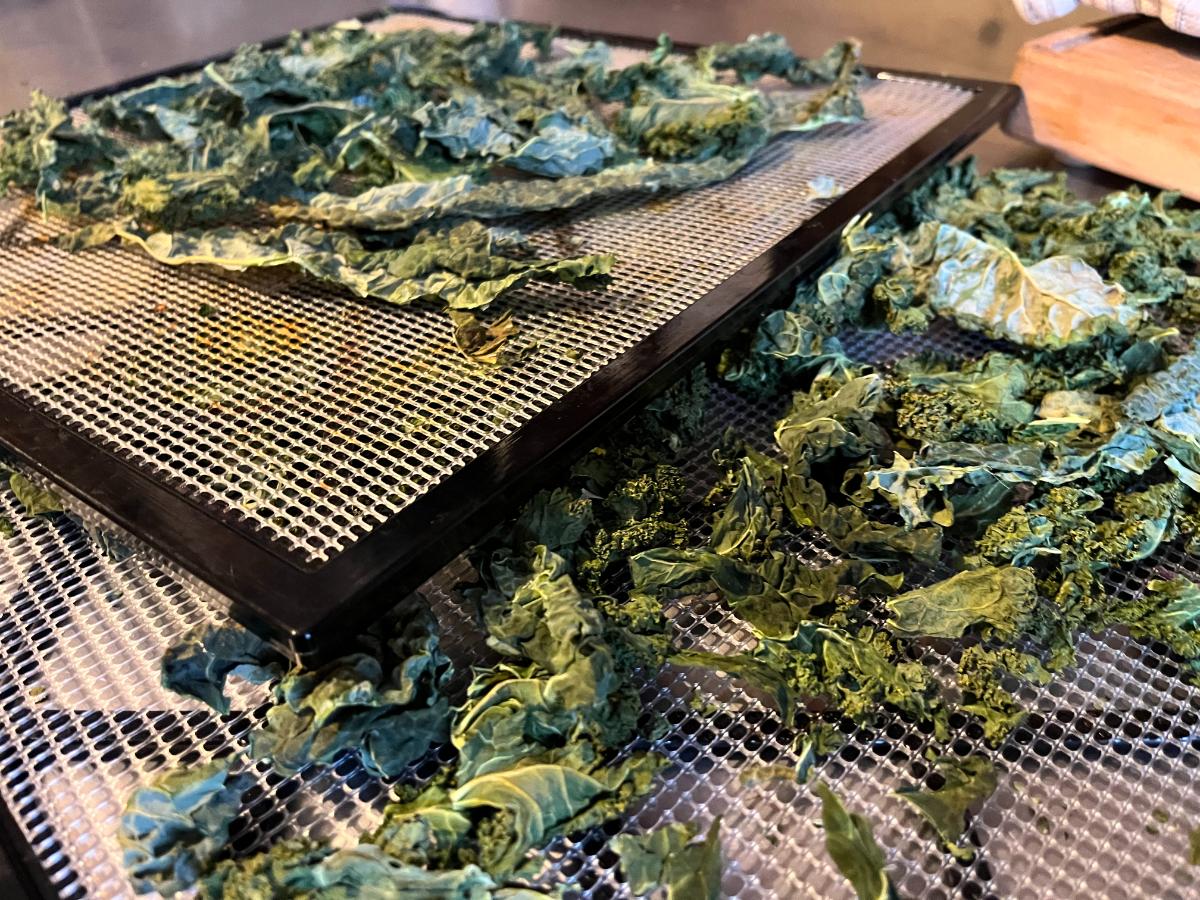 Dried kale on dehydrator racks