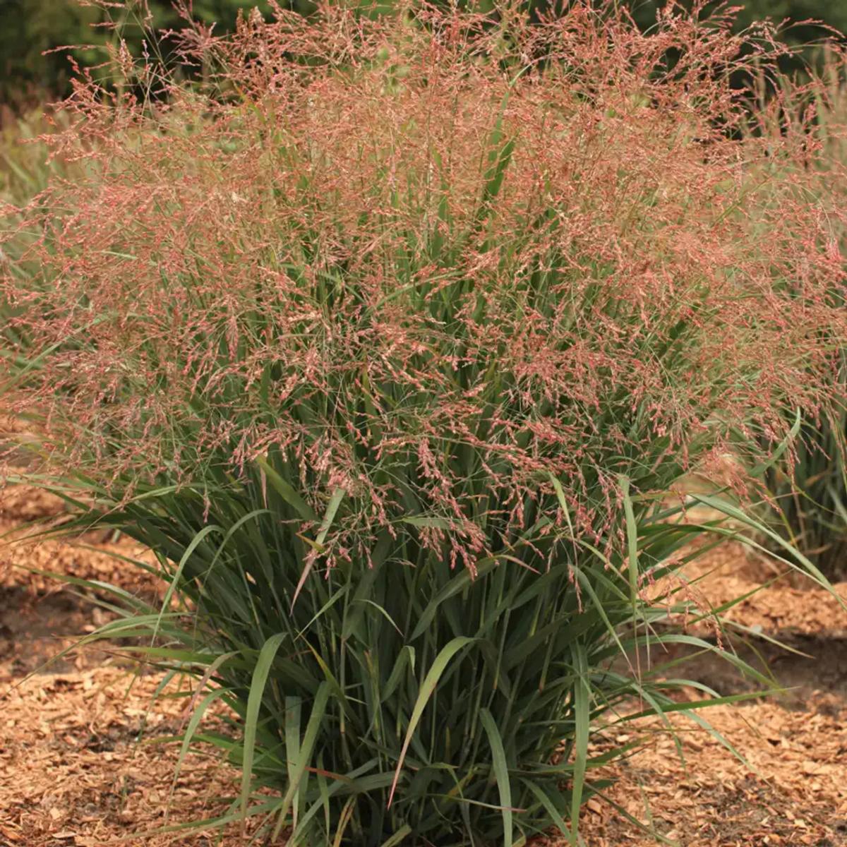 Smoky Rose ornamental grass