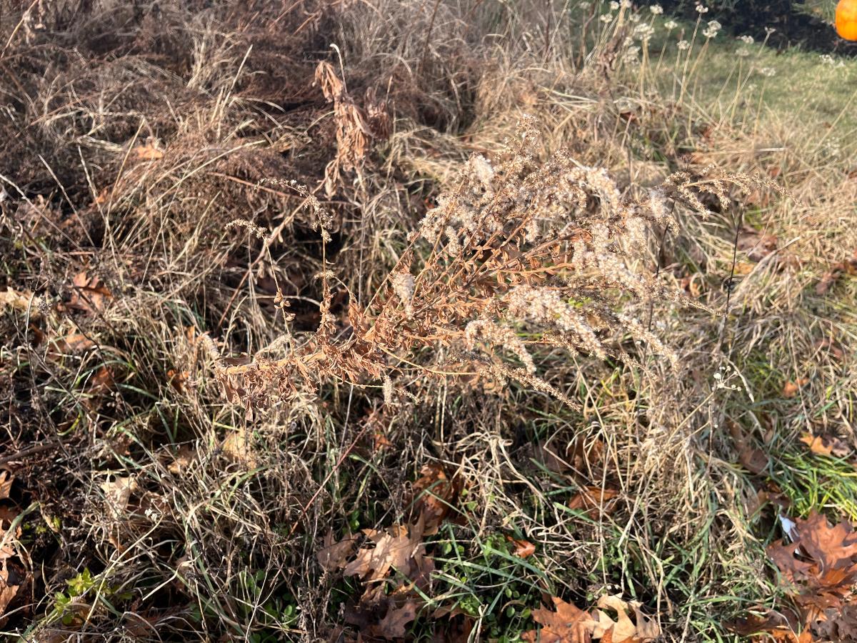 Dried goldenrod seed head