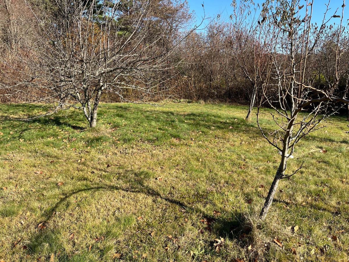 Established orchard trees that don't need winter watering