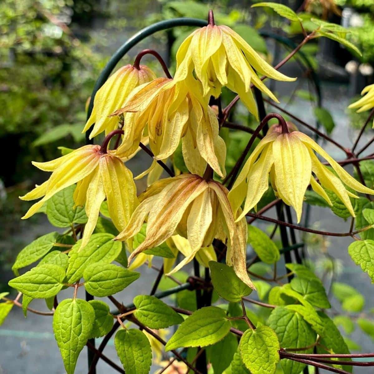 Funyella clematis