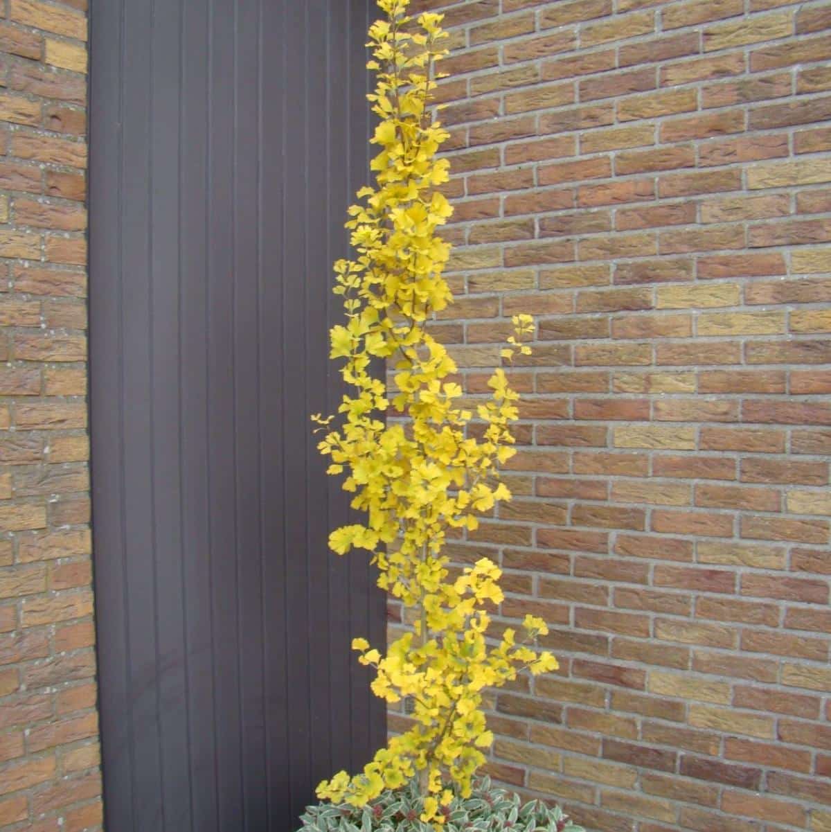 Skinny Fit Gingko tree