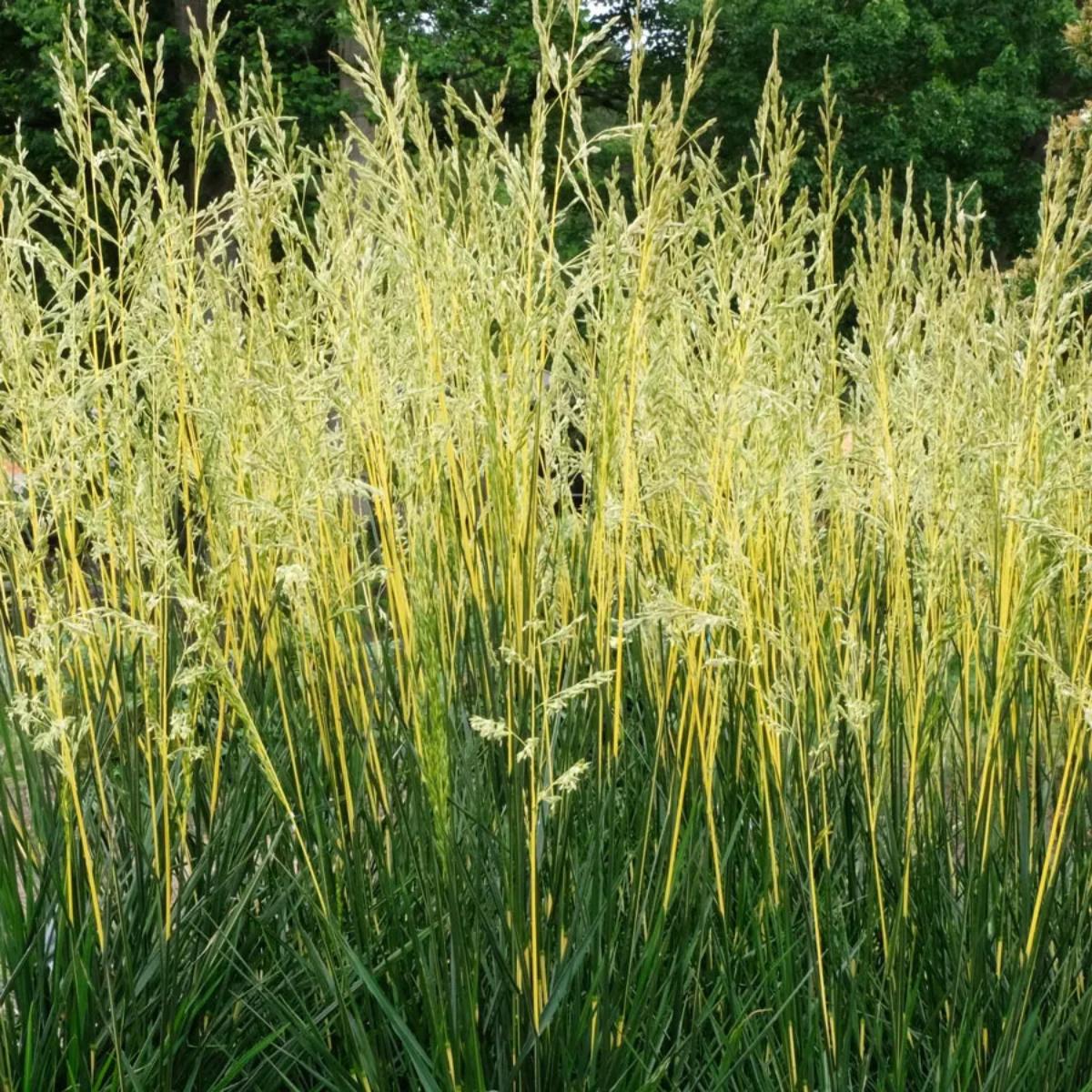 Fescue Glow Sticks