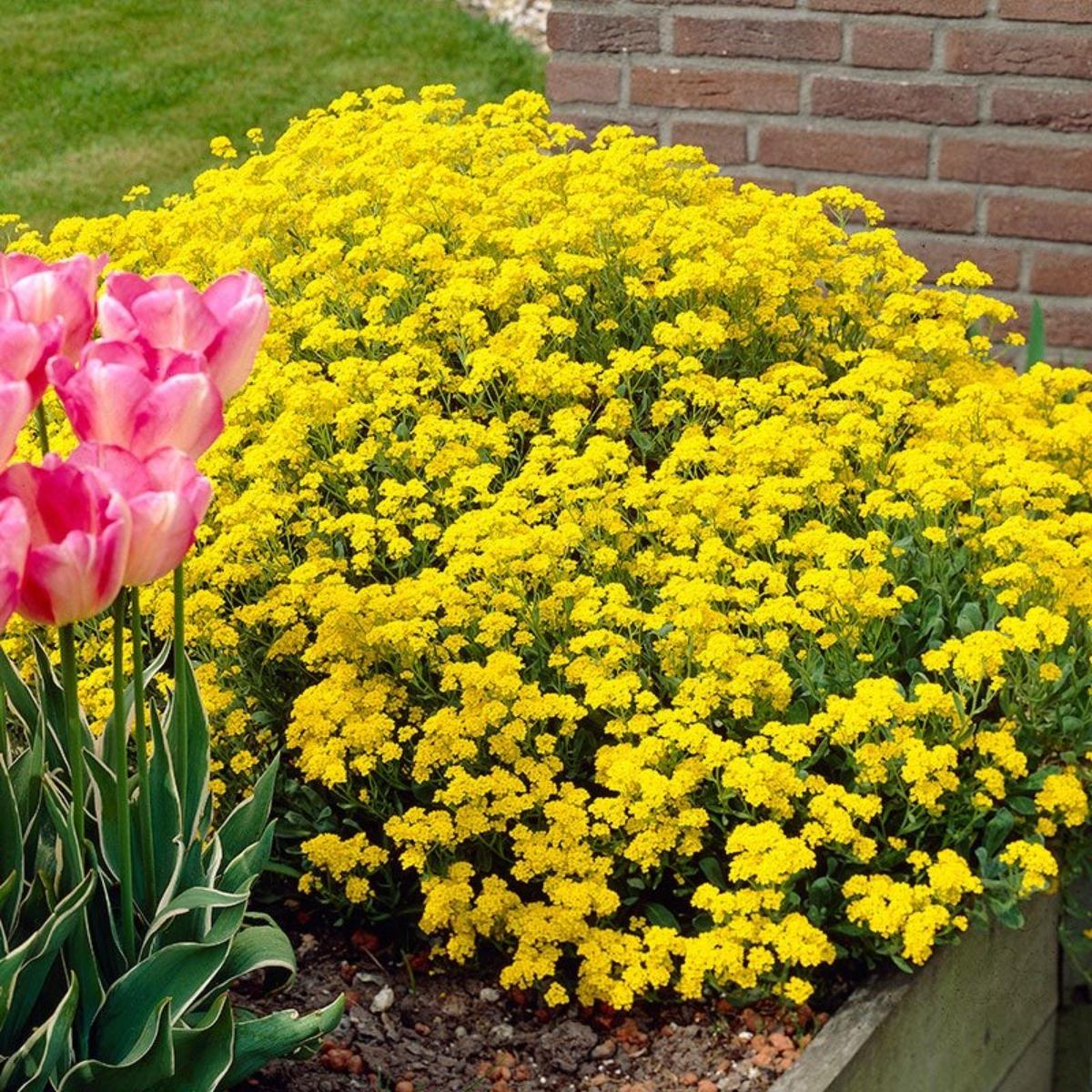 Basket of Gold Alyssum