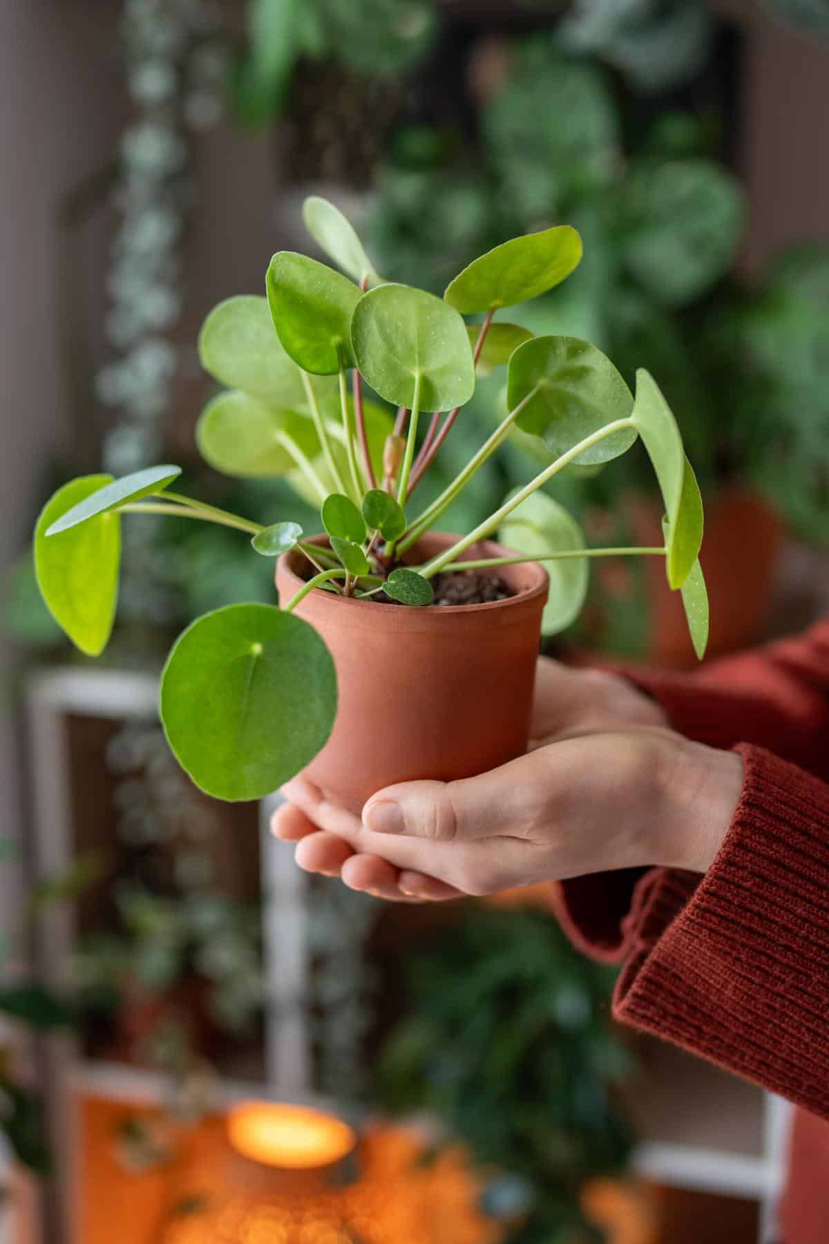 Person holding an air cleaning good luck plant