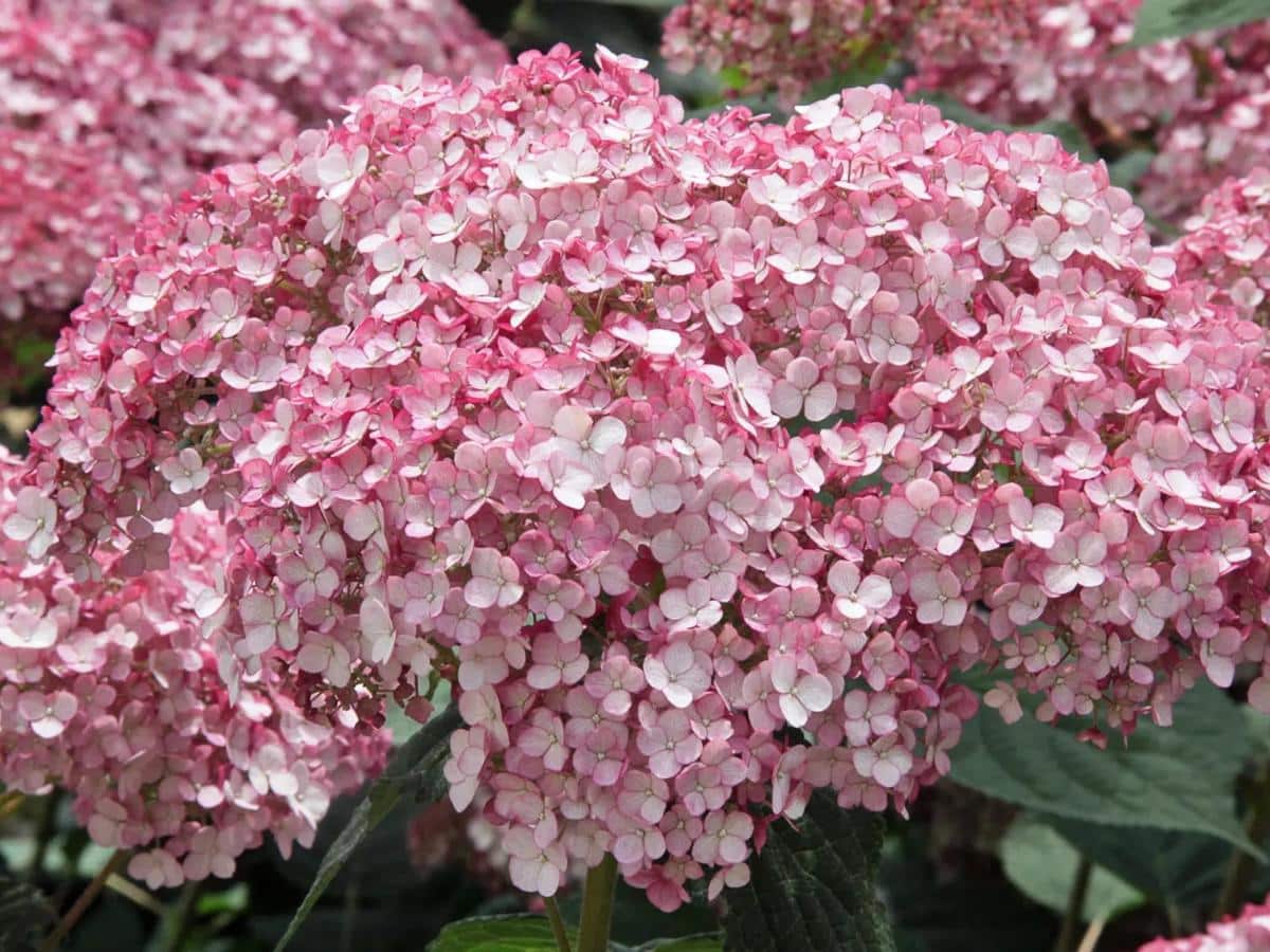 Incredible hydrangea