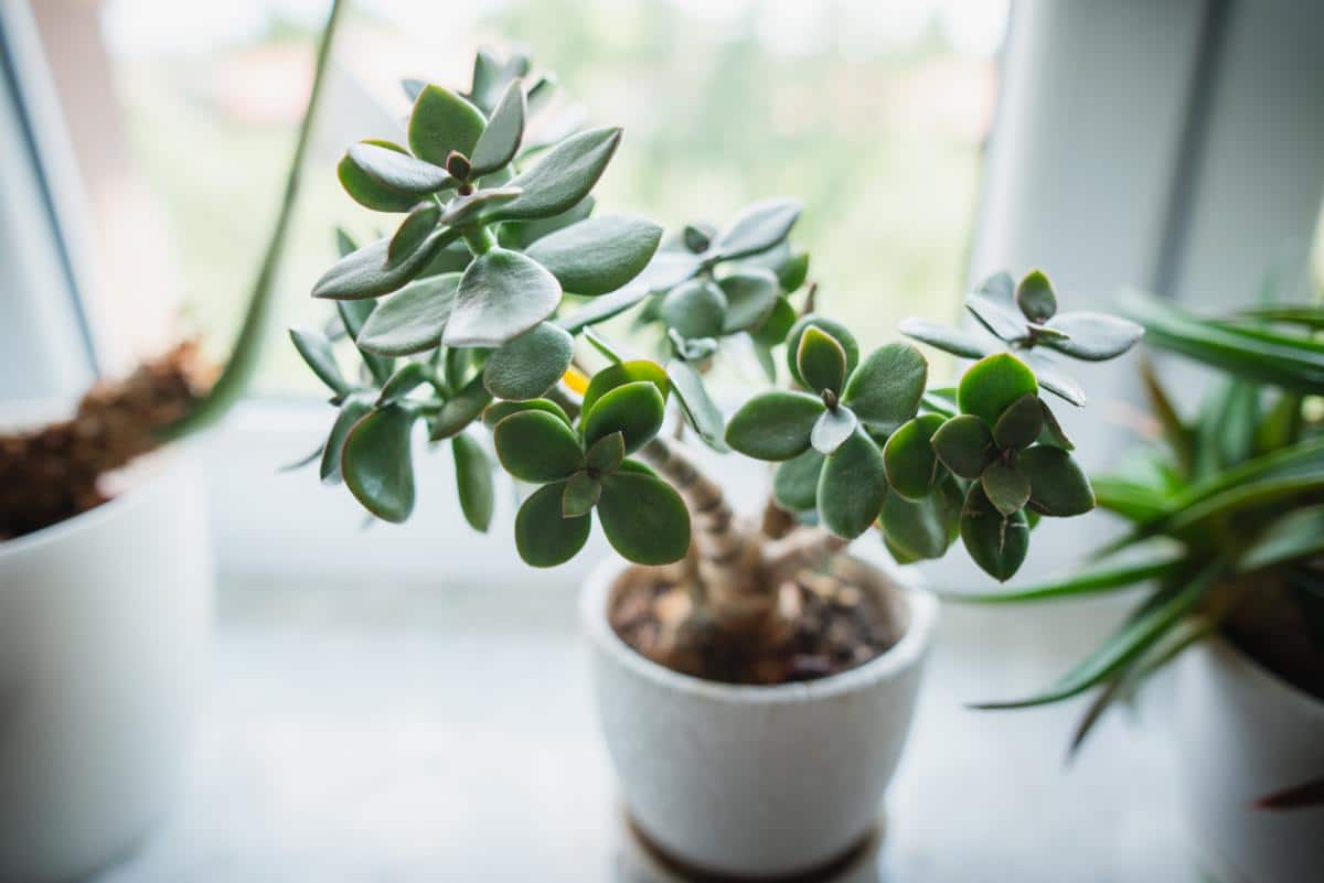 Good luck jade houseplant