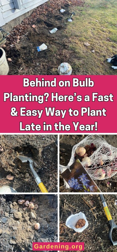 Behind on Bulb Planting? Here’s a Fast & Easy Way to Plant Late in the Year! pinterest image