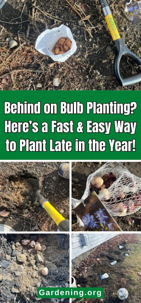 Behind on Bulb Planting? Here’s a Fast & Easy Way to Plant Late in the Year! pinterest image