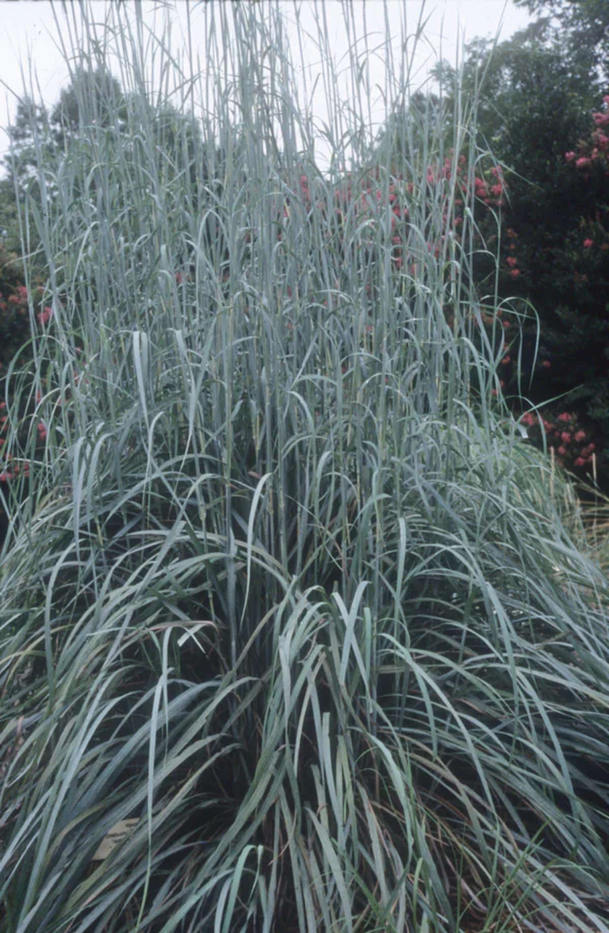 Lord Snowden ornamental grass