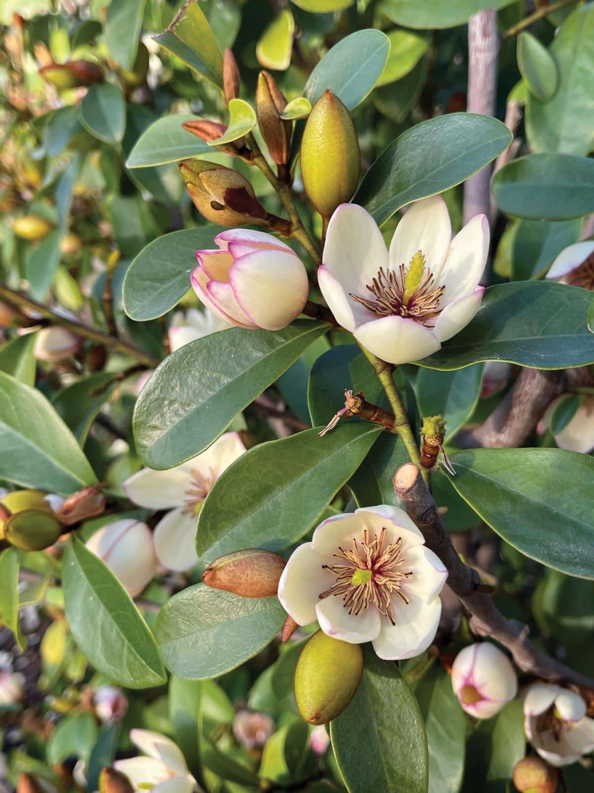 Eternal Fragrance magnolia tree