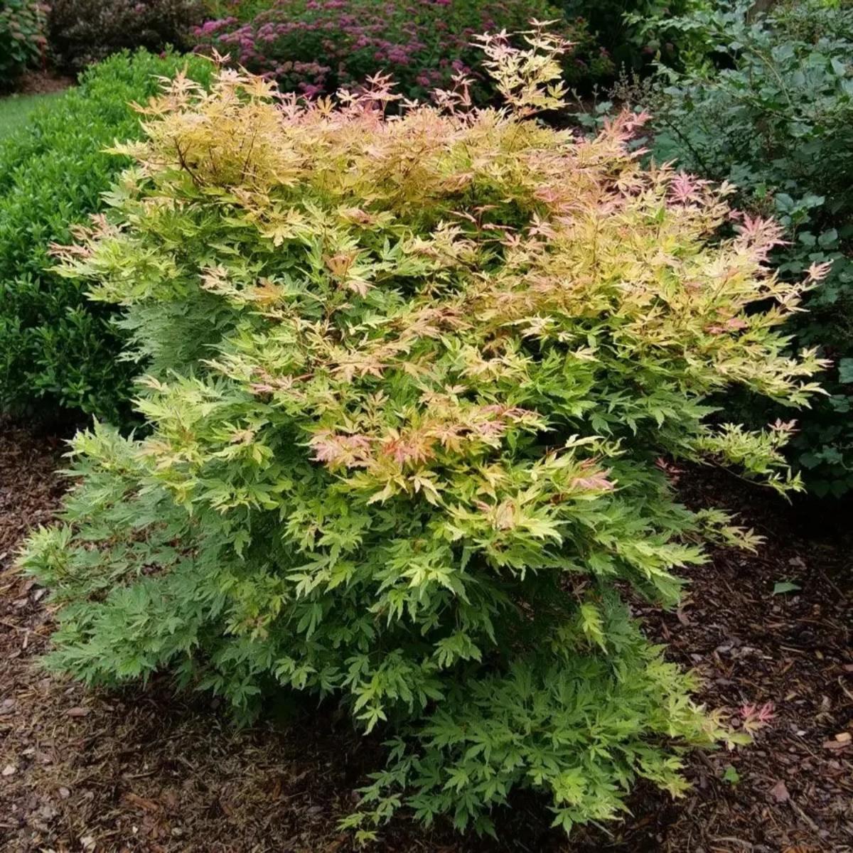 Metamorphosa® Japanese Maple