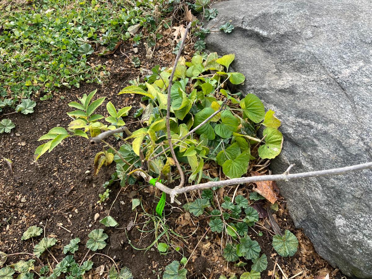 Young elderberry going into winter