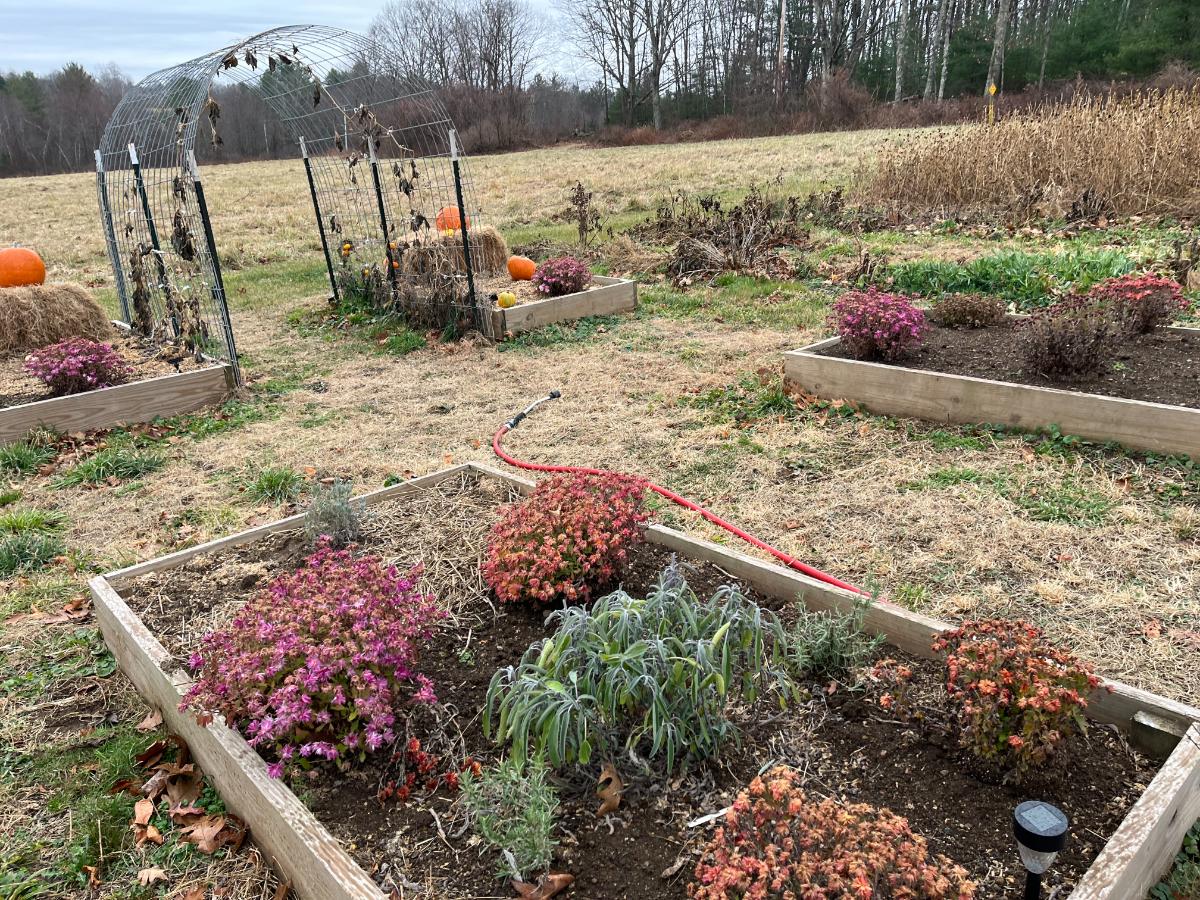 Watered winter garden beds with fall planted perennials