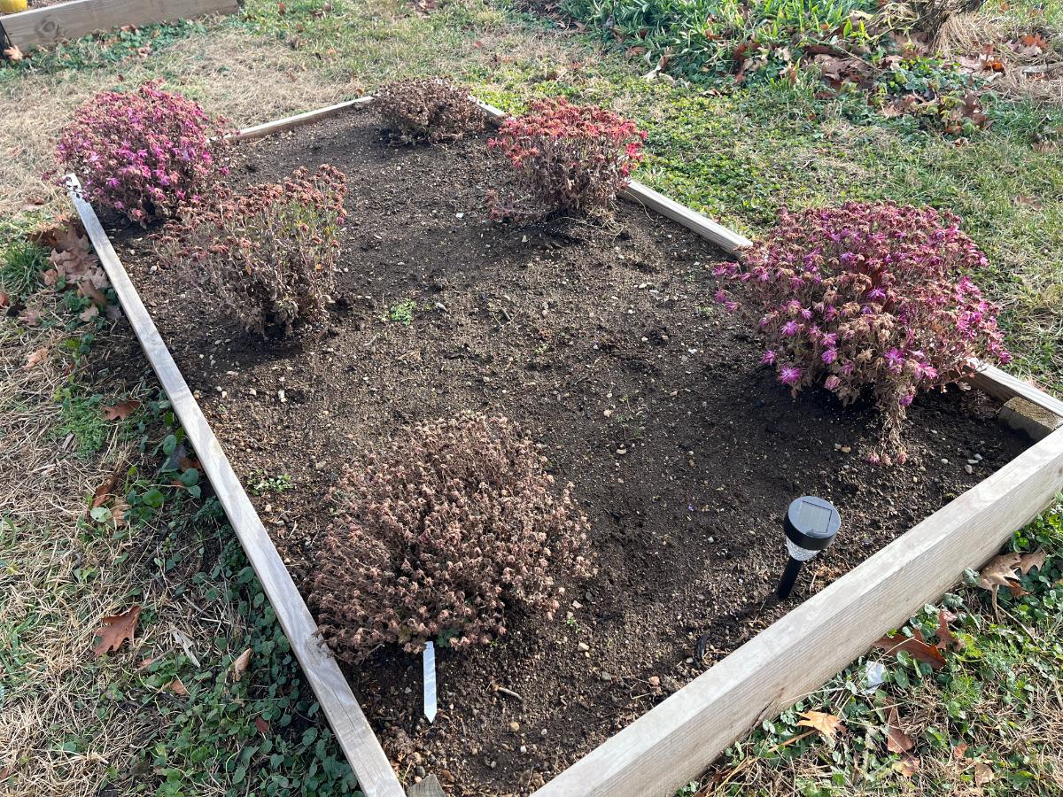 Raised bed with perennials in early winter