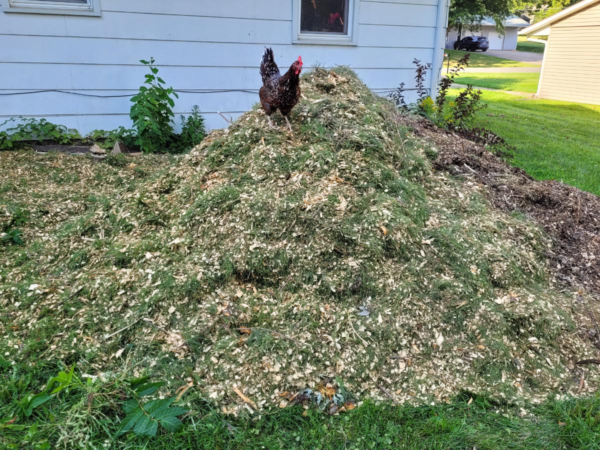 A chicken in a mulch pile