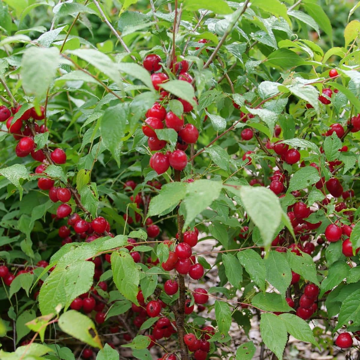 Pie bush sweet cherry