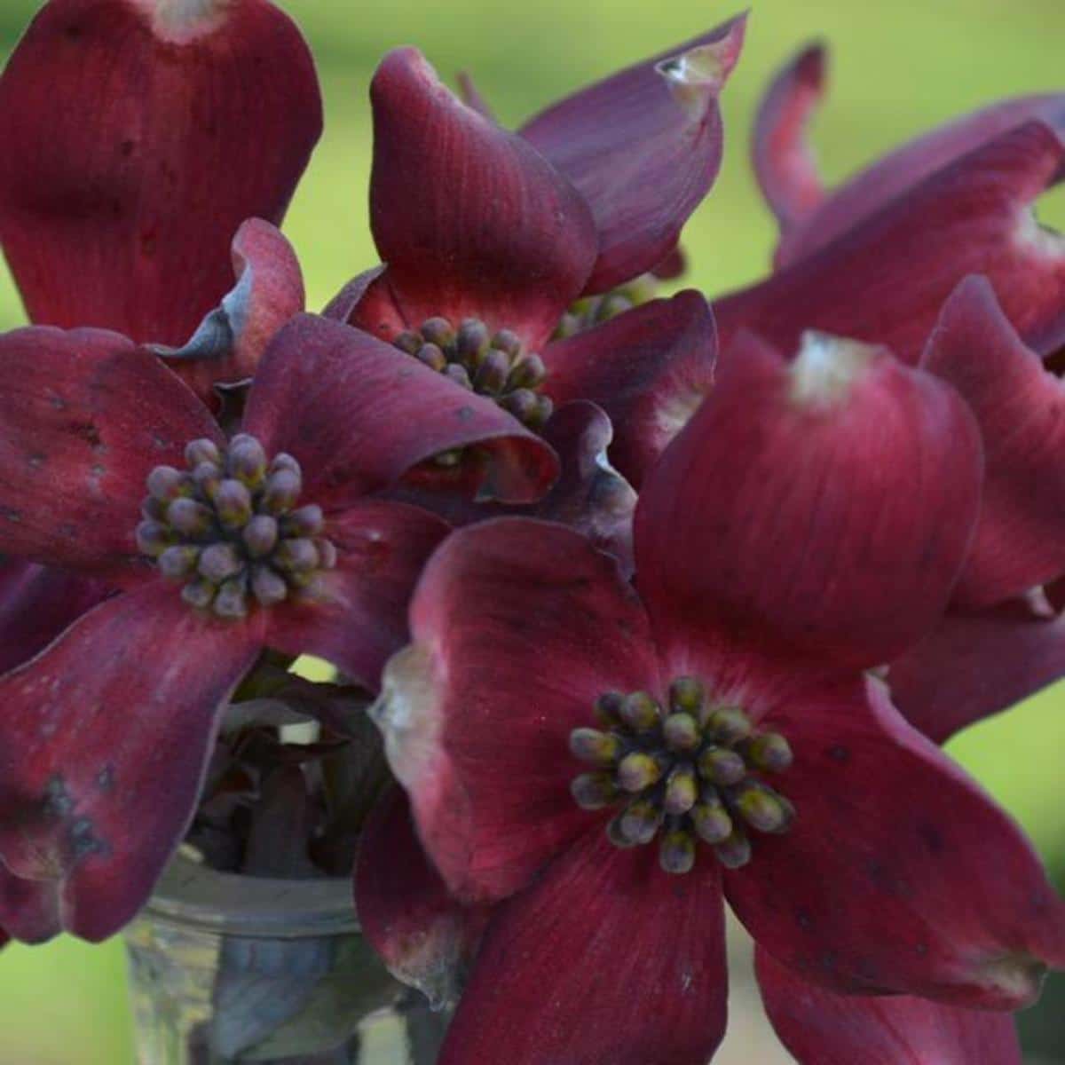 Dark burgundy red dogwood flowers