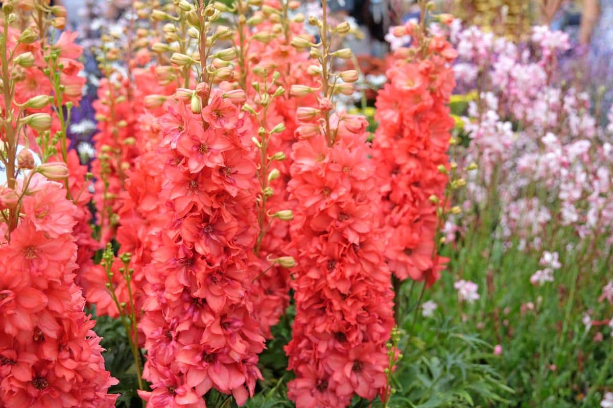 Red Lark Delphinium