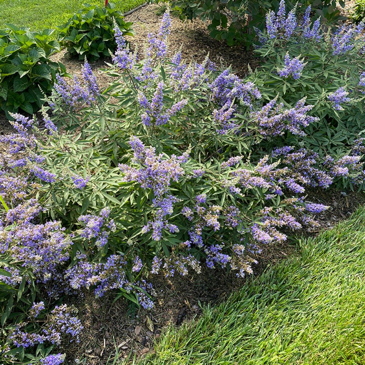 Short, flowering chastetree