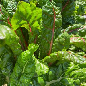 Healthy swiss chard plants