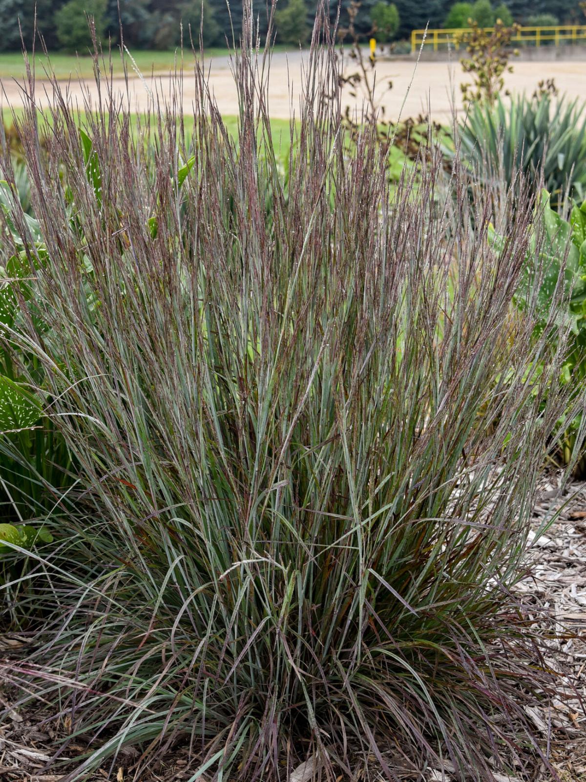 Brush Strokes prairie grass