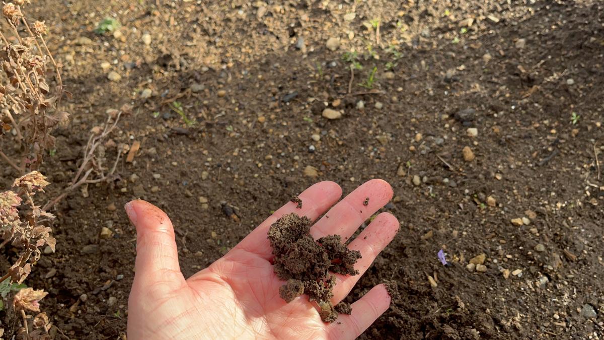 Checking moisture content of soil